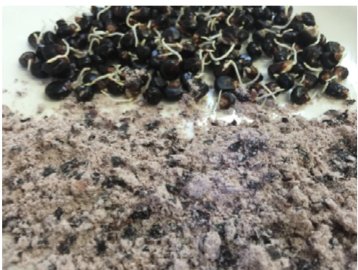 Maíz germinado Maíz germinado